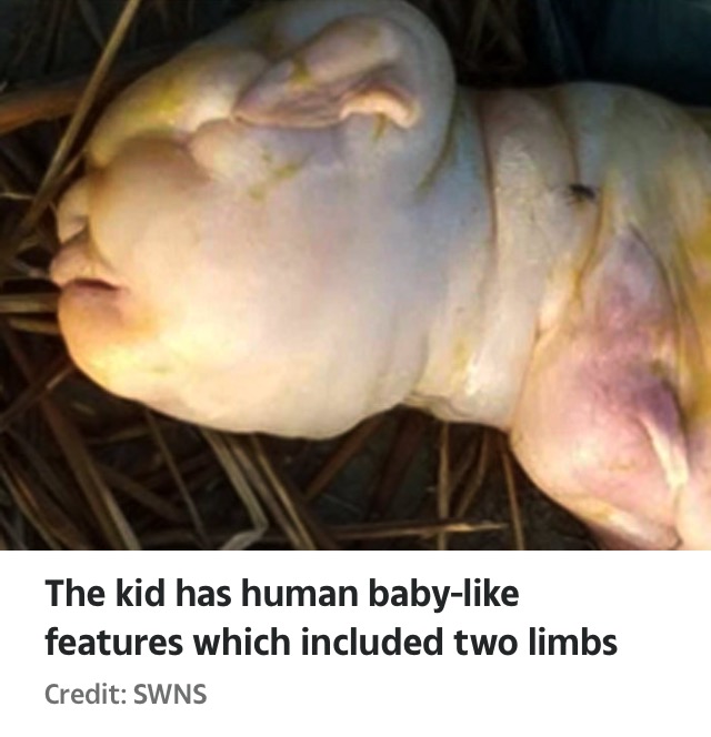 Ent.News: Indian Goat Gives Birth To ‘Humanoid Kid’ With Baby-Like Face (Photos)