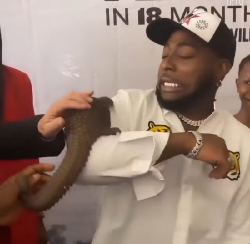 Davido Gets Scared By A Pangolin Placed On His Arm (Photo & Video)