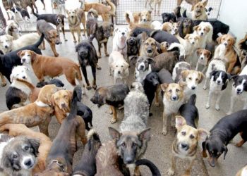 Sleeping with dogs, animals punishable under Nigeria law Police warns –