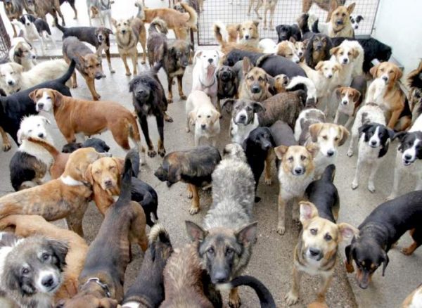 Sleeping with dogs, animals punishable under Nigeria law Police warns –