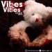 Dj Kels Vibes On Vibes Mixtape Mp3 Download