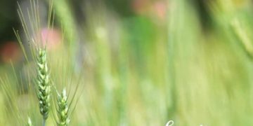 Samini Abundance Mp3 Download