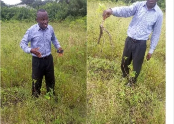 Akwa Ibom: Ibeno farmers lament over impact of oil spills on their crops