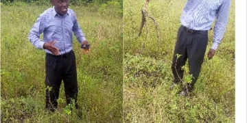 News: Akwa Ibom -Ibeno farmers lament over impact of oil spills on their crops 1 Akwa Ibom: Ibeno farmers lament over impact of oil spills on their crops