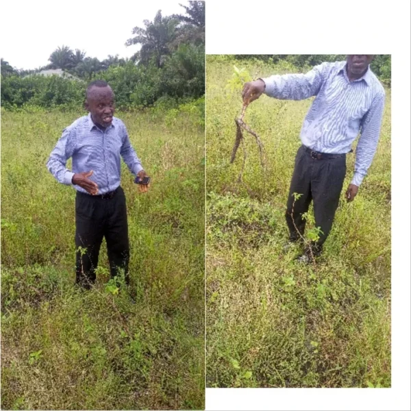 Akwa Ibom: Ibeno farmers lament over impact of oil spills on their crops