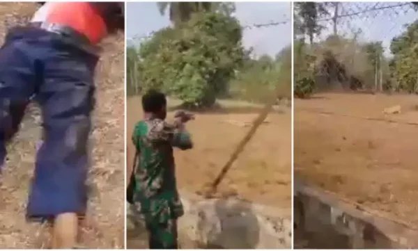 The Video shows how Lion that mauled zookeeper at OAU while being fed was killed